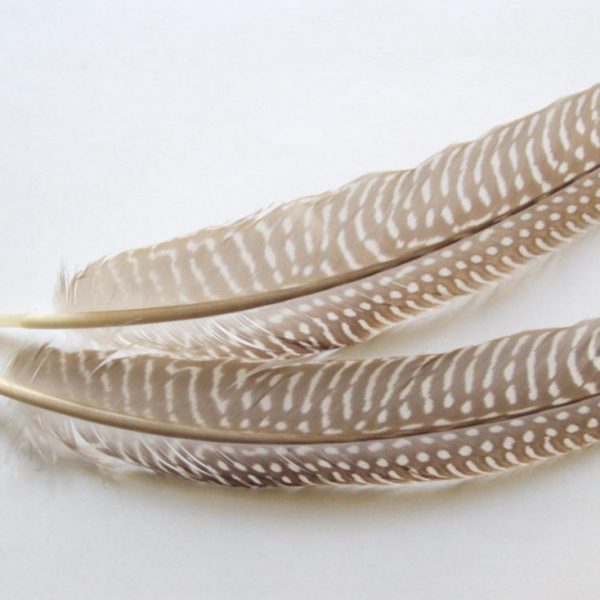 PIÓRA naturalne długie perliczki lotki beżowe