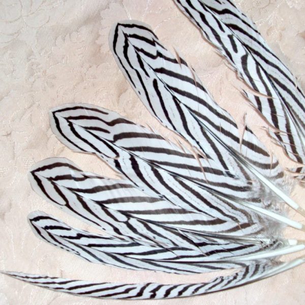 Pióra bażanta srebrnego naturalne lotki białe