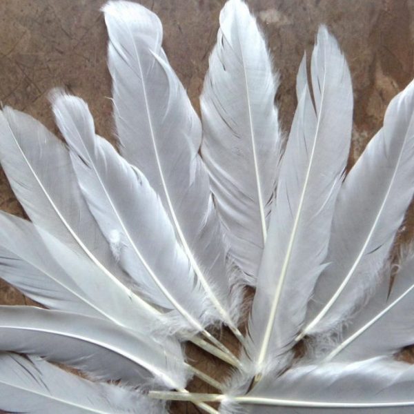 Pióra lotki naturalne gęsie długie białe