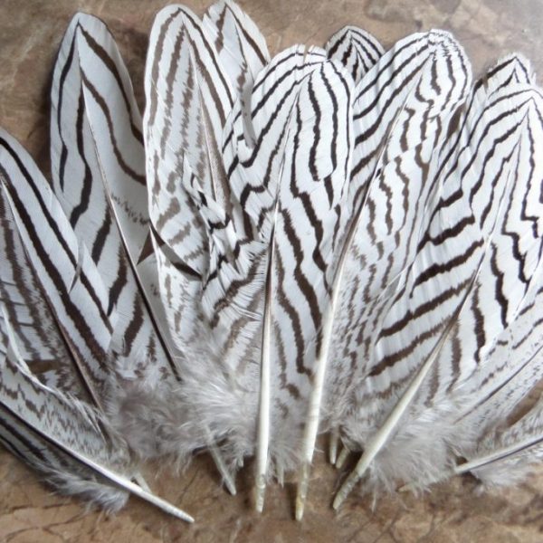 Pióra bażanta srebrnego naturalne lotki białe 14cm