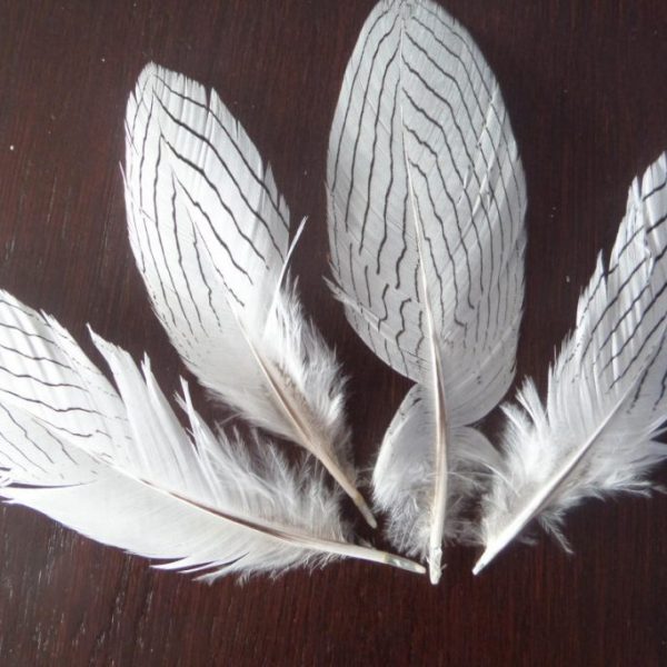 Pióra bażanta srebrnego naturalne białe 14cm