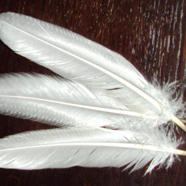 PIÓRA naturalne długie perliczki lotki białe 5s