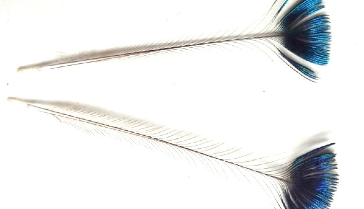 Pióra piórka z czuba pawia turkusowe ozdobne